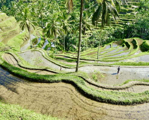 Tegallalang rice terraces - Bali luxury travel